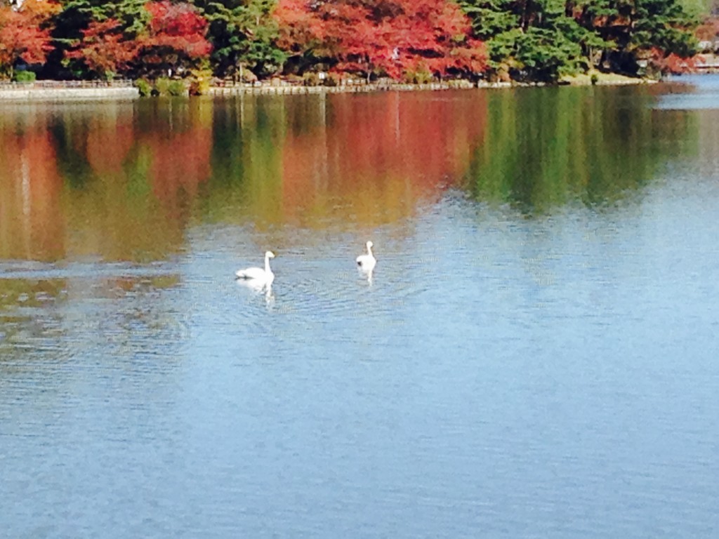 Takamatsu Pond: a winter haven for swans