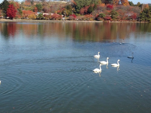 swans swimming in Takamatsu pond in Morioka