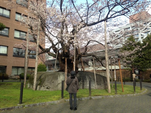 Ishiwari Zakura, cherry blossoms tree in Morioka