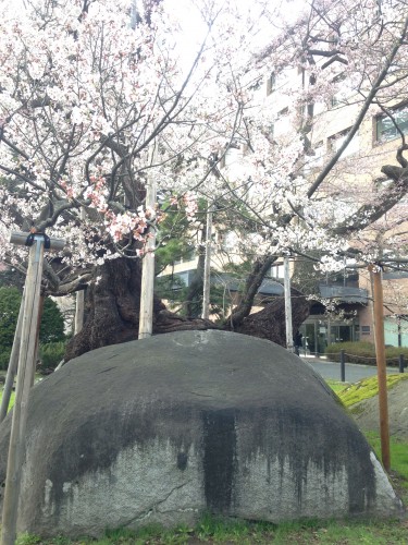 cherry blossoms tree and rock in Morioka