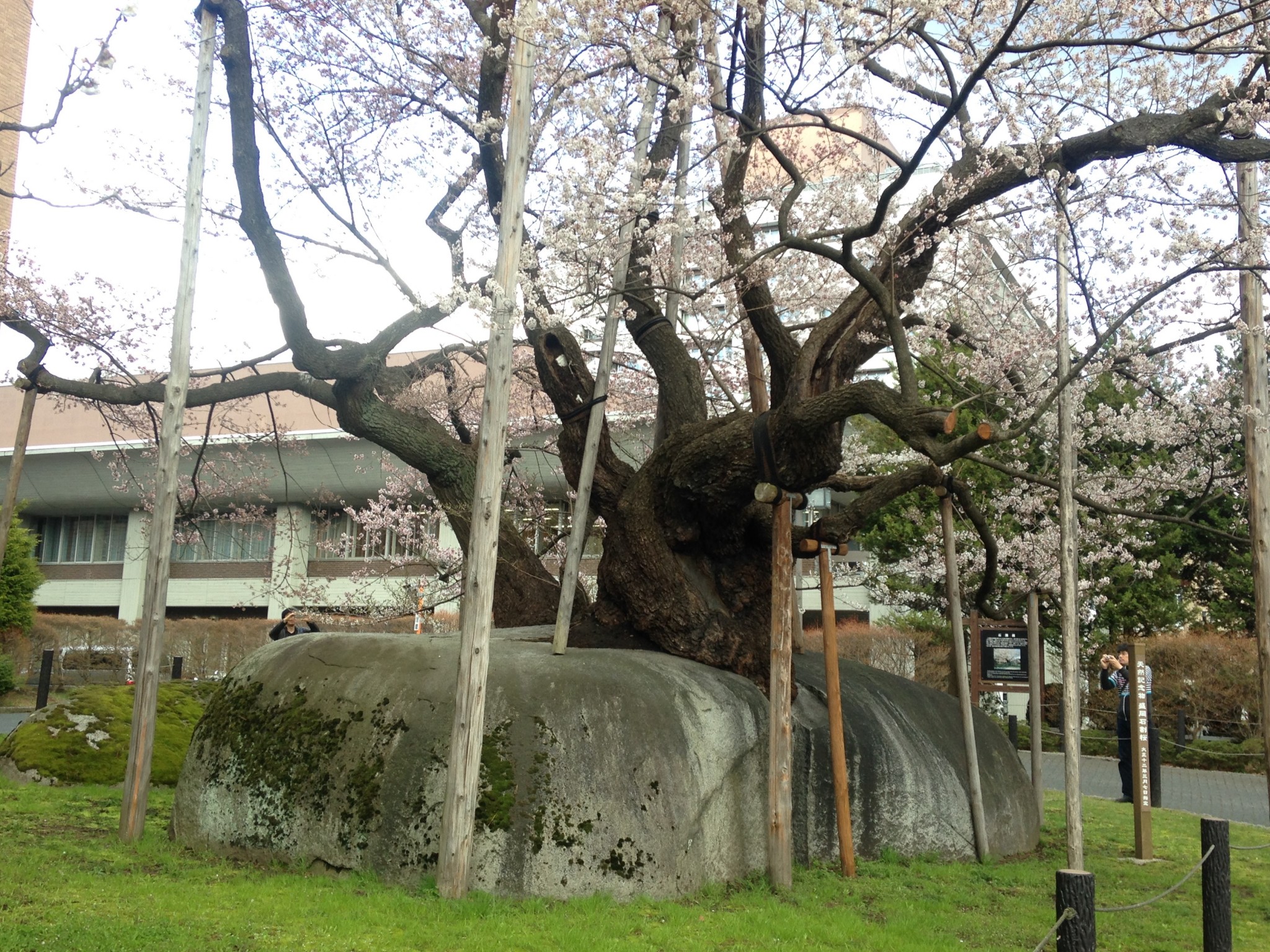 Ishiwari Zakura: Visit the Famous Rock Splitting Cherry Tree