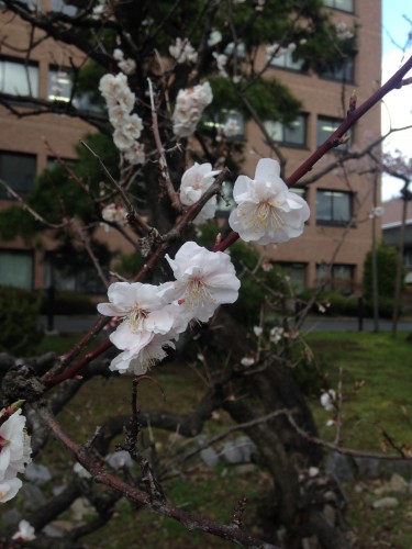 cherry blossoms tree in Morioka