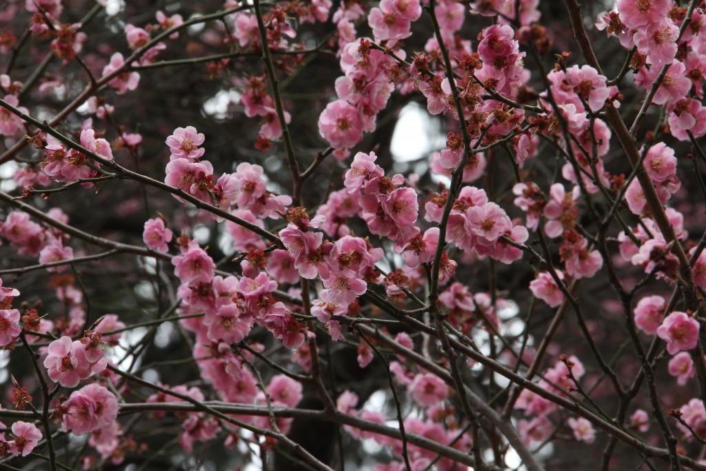 Is there still time for hanami (cherry blossom viewing)?