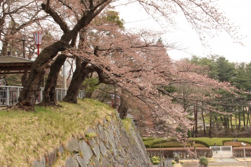 Morioka Castle with some chery blossom trees over the Morioka Castle walls.