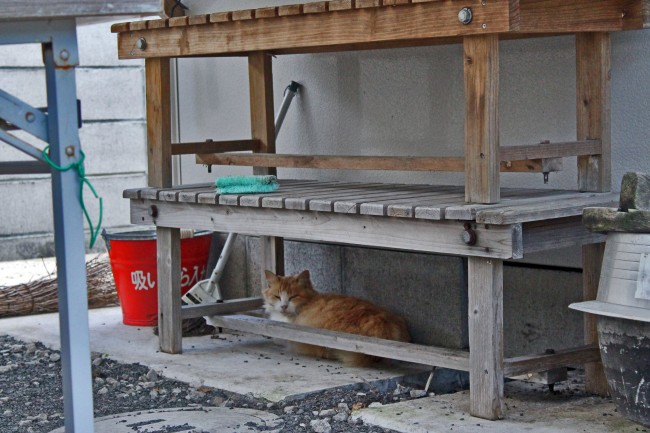 Cat hiding under a wooden bench in Kagoshima before Kamafuta Jinja.