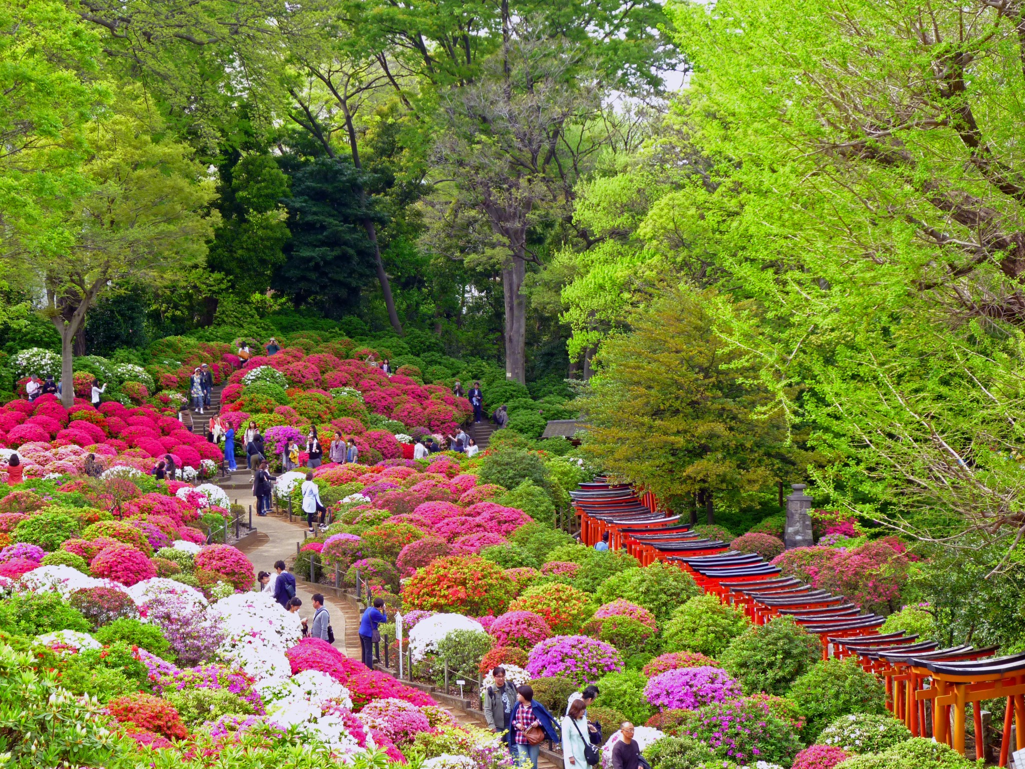 Over 100 species of azalea plants at Nezu  Shrine