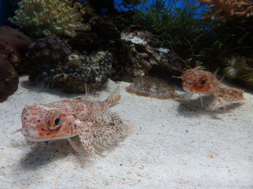 Numazu Aquarium: Discover the World’s Most Bizarre Creatures