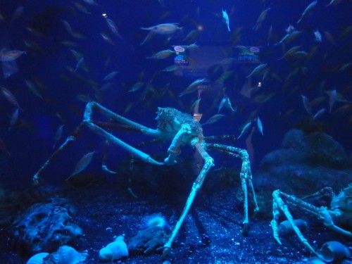 Spider Crab at the Aquarium with incredible leg span!