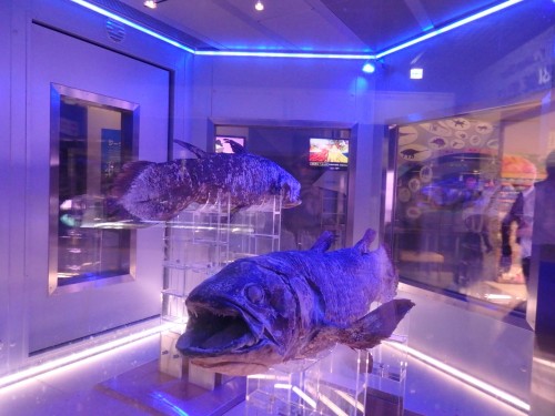 Inside the Coelacanth Museum, eerie shots of the fish!