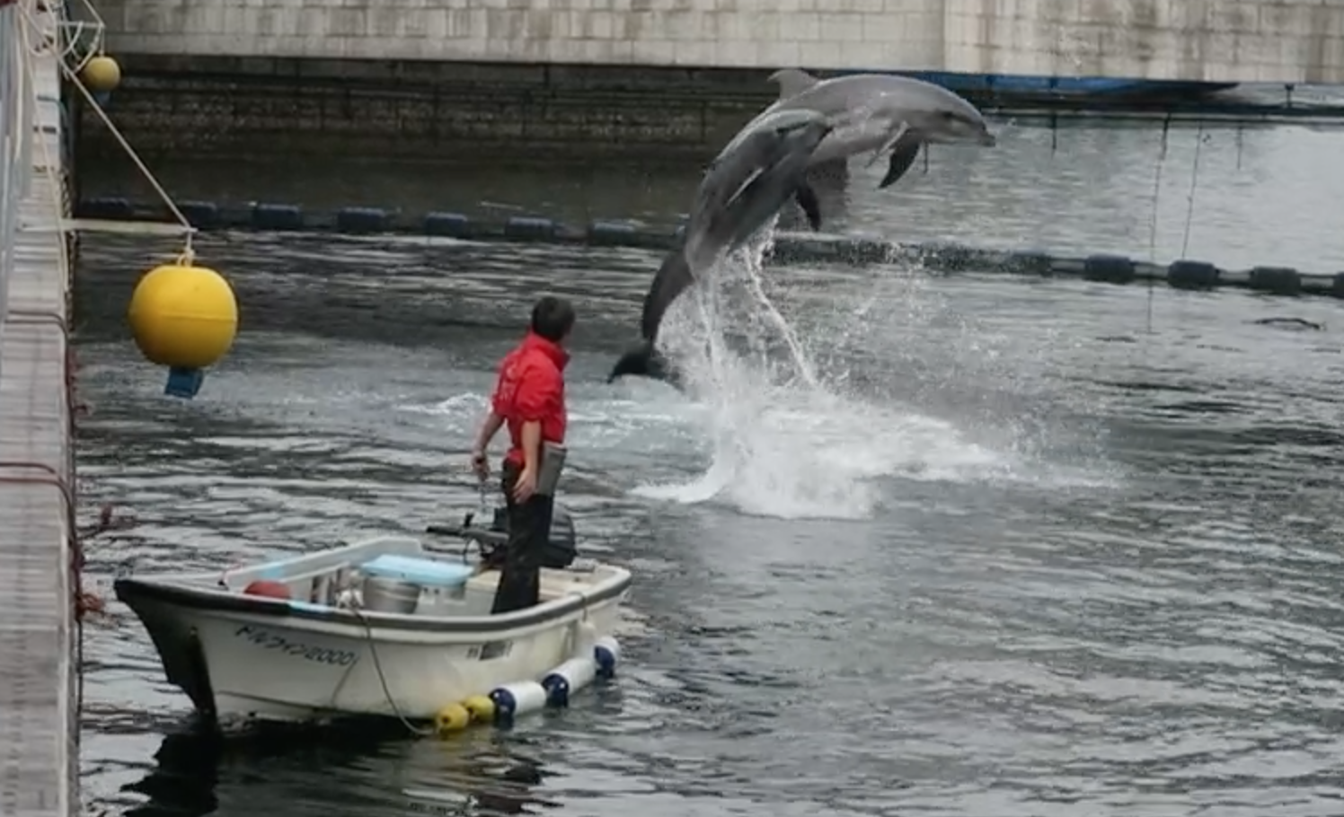 Dolphin Port, a free and spectacular show in Kagoshima