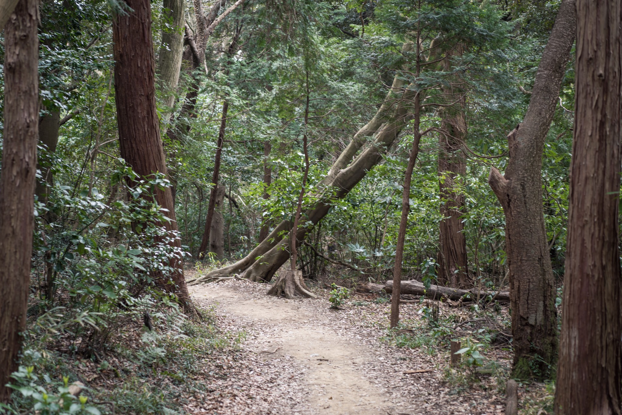 Hiking in Kamakura: Gionyama hiking course