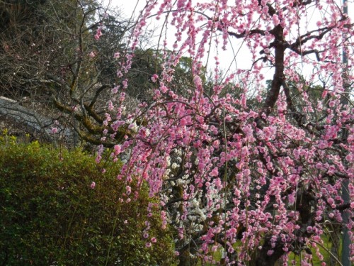 plum blossom tree