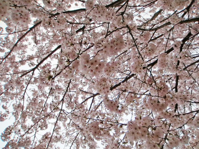The cherry blossoms in Kodago.