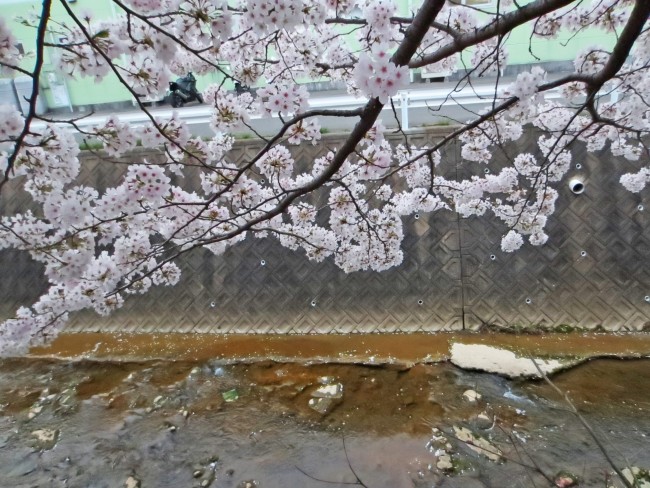 Above a river there are cherry blossoms in Kodago.
