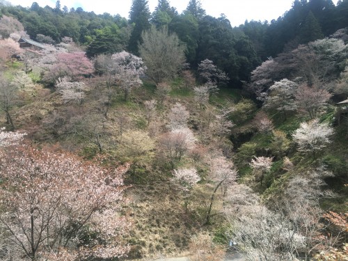 Cherry blossoms across Mount Yoshino, Nara mountain famous for its cherry blossoms