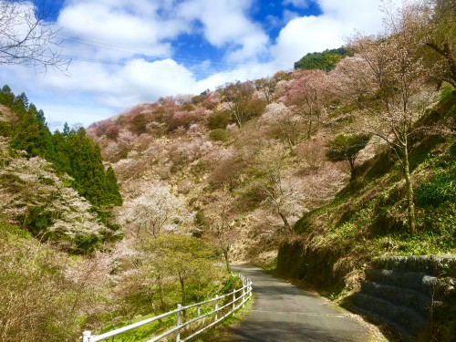 The Nara mountain Mount Yoshino green interspersed with cherry blossoms