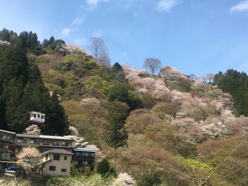 Mount Yoshino, scenic cherry blossoms all over the mountain