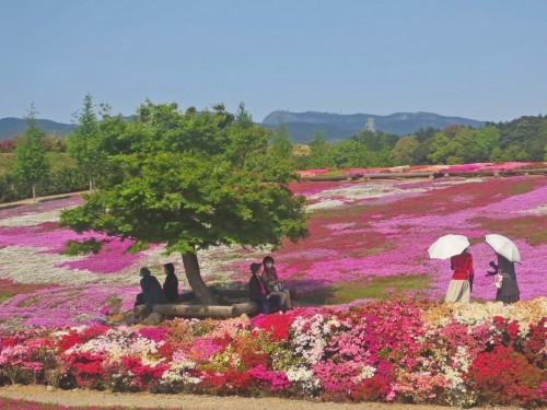 Matsumoto Azalea Park, a Flower Paradise in Nagasaki!
