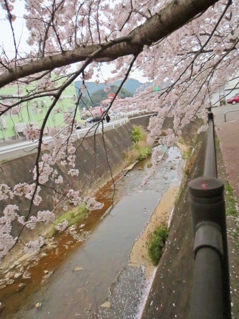 Above a river there are cherry blossoms in Kodago.