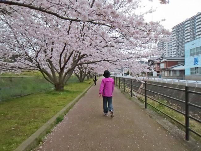 Above a sidewalk there are cherry blossoms in Kodago.