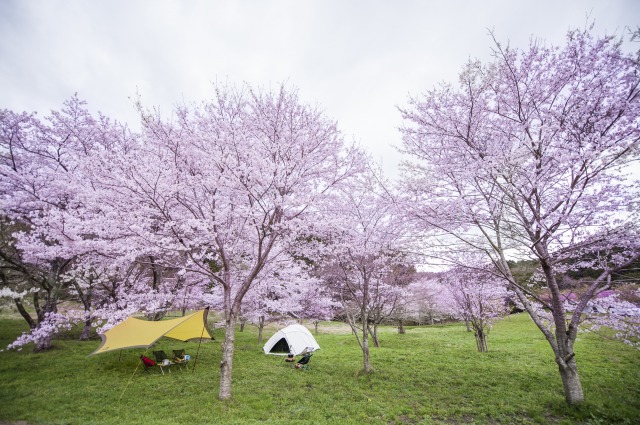 Cherry blossoms, during hanami in Japan.