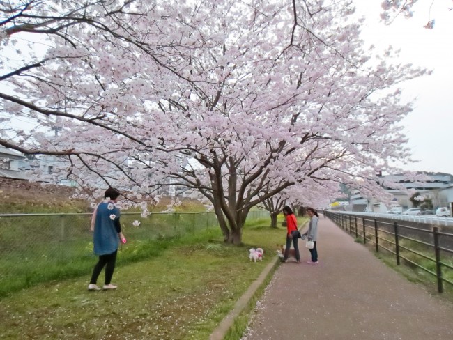 Above a sidewalk there are cherry blossoms in Kodago.
