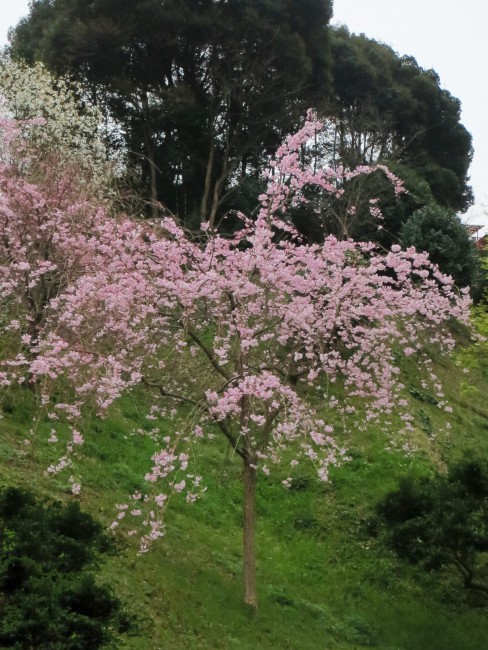 Shidare sakura (cherry blossom) at Nagayo castle park in Nakao mountain
