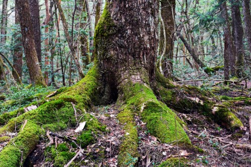 Aokigahara: Hiking “The Suicide Forest” Trail