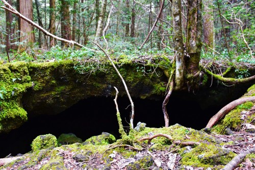 Cave in the forest of Aokigahara found while hiking.