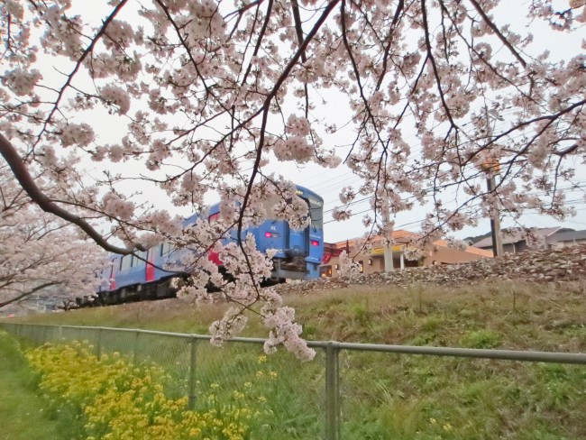 The cherry blossoms in Kodago before the train.
