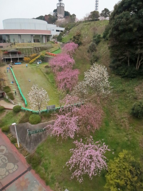 aerial view of cherry blossom trees, park on old castle grounds on Nakao mountain