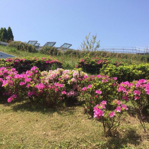 flowers bloom throughout Fukuka island park