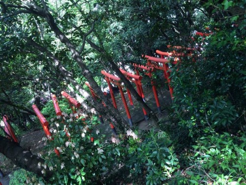 Amazing Torii path of Najima shrine