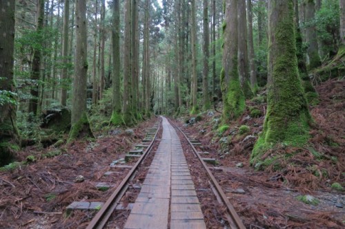 The journey to the great jomon Sugi in Yakushima, Kagoshima, Japan.