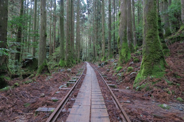 The 9 Hour Hike to Wilson Stump and The Great Jomon Sugi at Yakuhisma