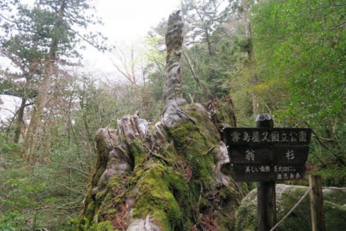 A big cider tree in Yakushima, Kagoshima, Japan.