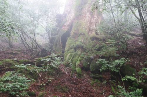 Wilson stamp in Yakushima, Kagoshima, Japan.