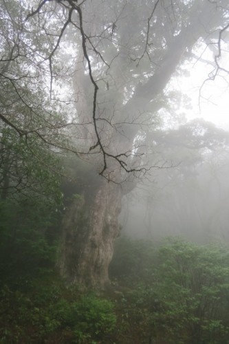 The hiking scenery in Yakushima, Kagoshima, Japan.