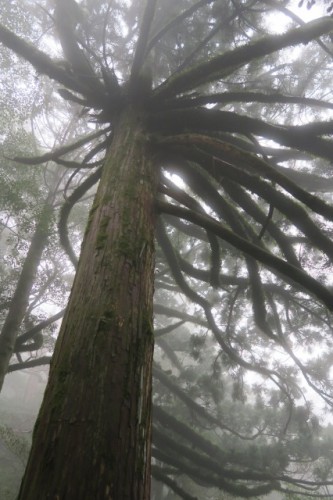 A big tree on the way of my trail, in Yakushima, Kagoshima, Japan.