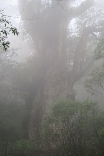 misty and rainy Yakushima, Kagoshima, Japan.