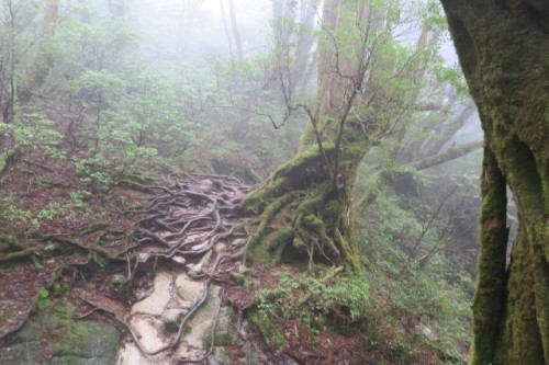 A hiking trail in Yakushima, Kagoshima, Japan.