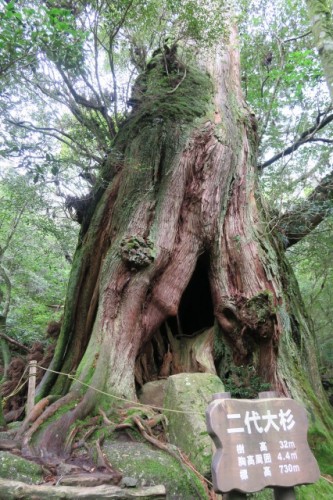 A big nidai osugi in Yakushima