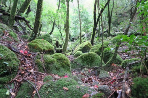 The Shiratani Unsuikyo Ravine, Shiratani Unsuikyō) on Yakushima is a lush, green nature park