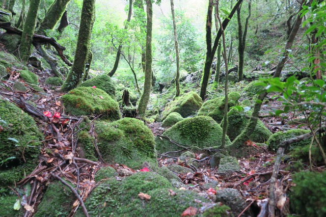 Yakushima’s Shiritani Unsuikyo or ‘Princess Mononoke Forest’