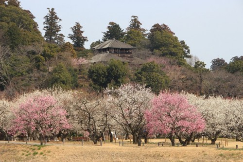 Exploring Kairakuen garden and Senba lake!