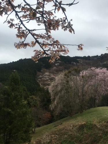 The mountain Mount Yoshino grows beautiful Nara cherry blossoms 