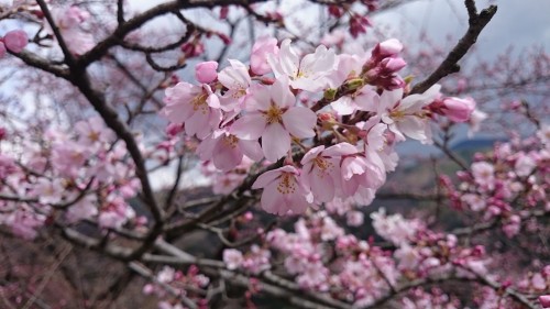 Cherry blossom blooming in Ooshika mura