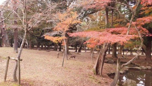 Changing of the leaves in Nara park is one of the also things you should not miss
