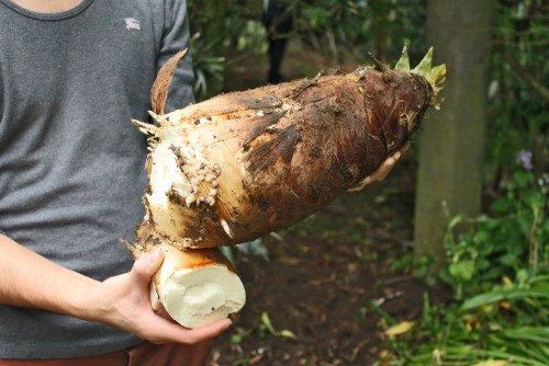 Takenoko Bamboo – Eating What Nature Gives Us