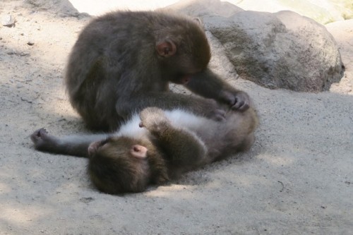 Playing one another is fun not only for human but for monkeys!!